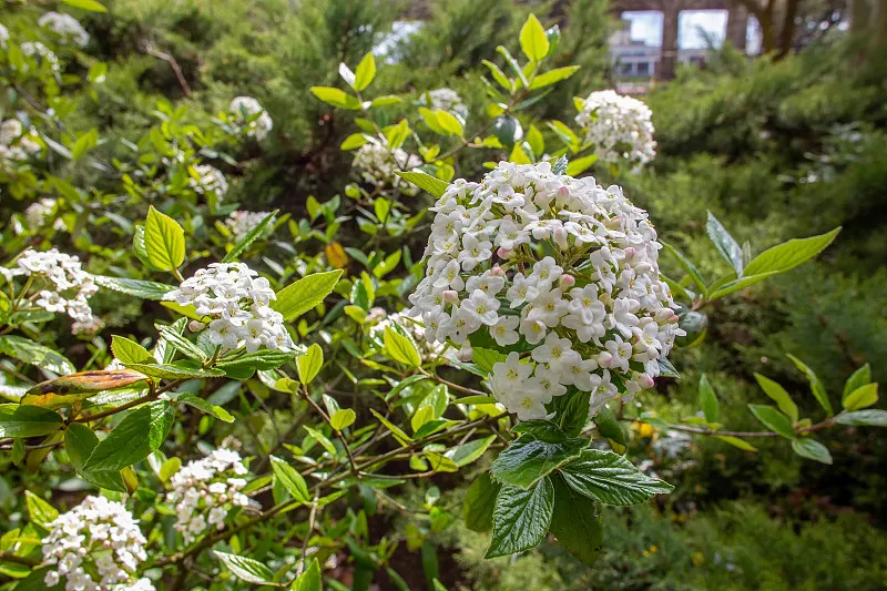 荚蒾