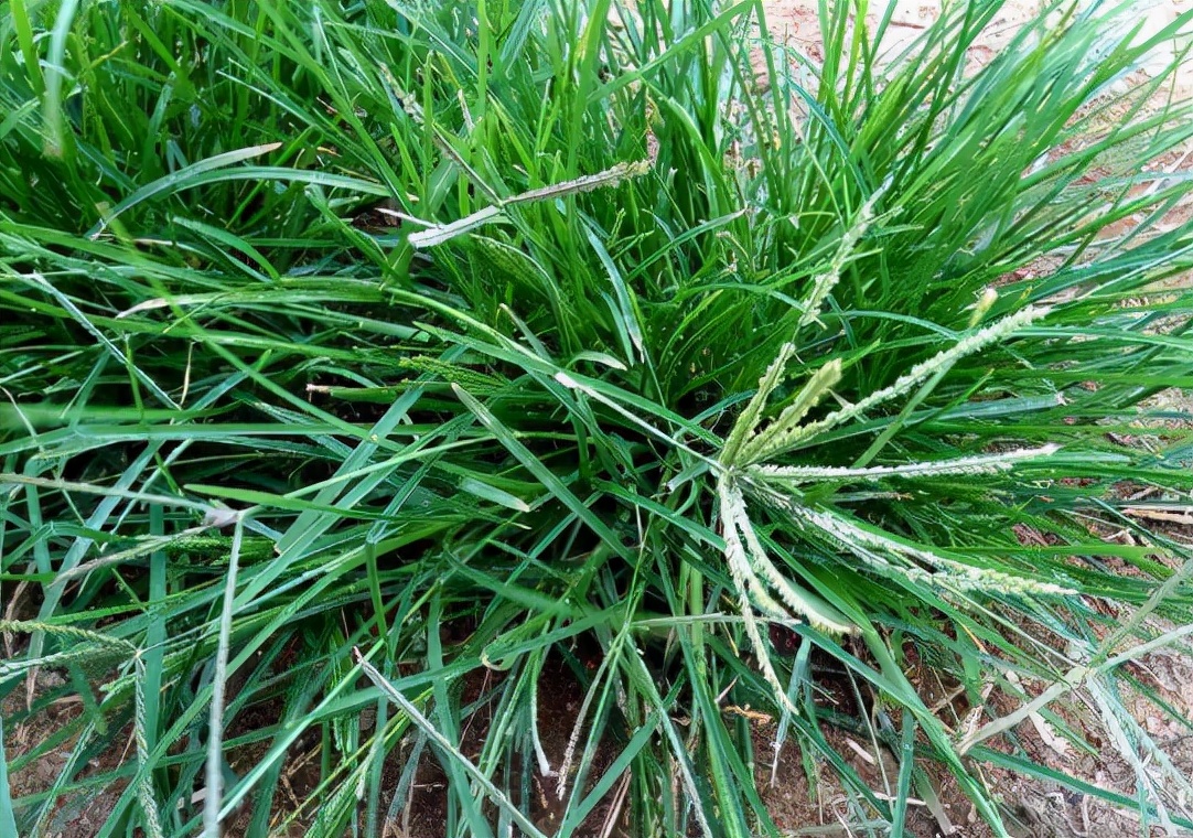 牛筋草