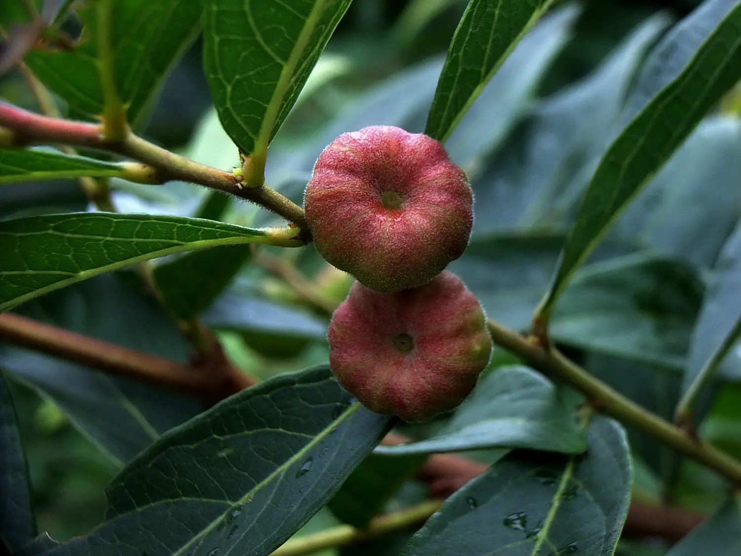 算盘子