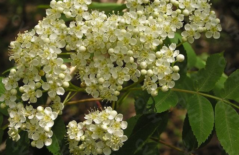 花楸