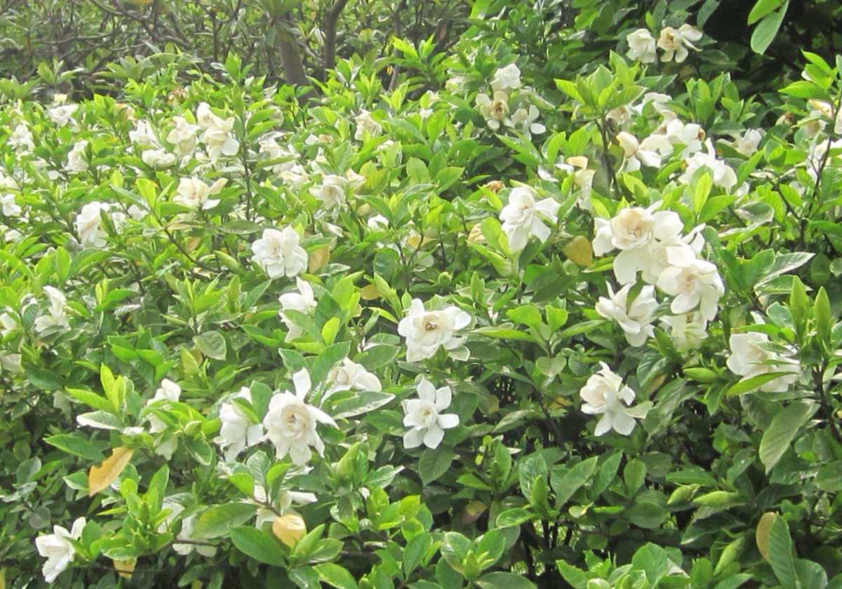 栀子花